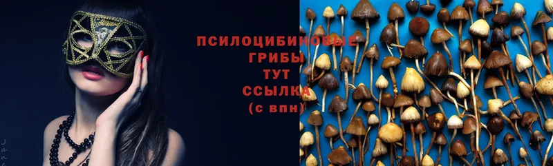 Псилоцибиновые грибы Psilocybe  Байкальск 